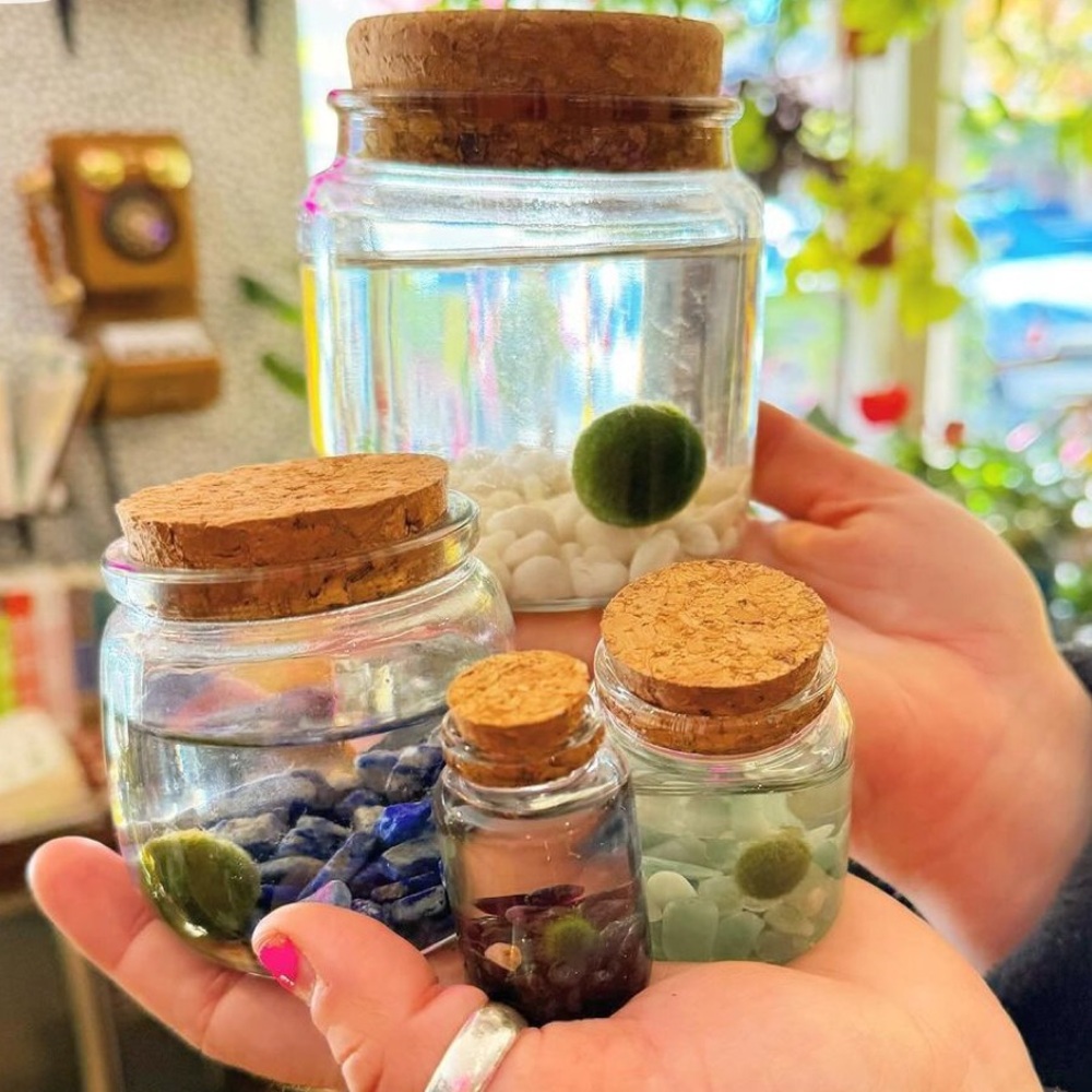 Cork-Top Glass Jars with Moss Balls